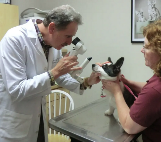 Veterinarian examining a dog at an MRKC health clinic