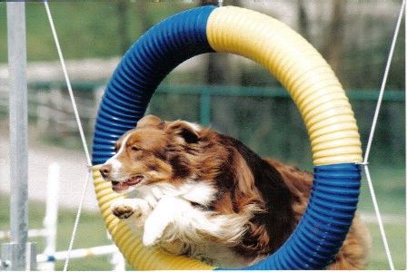 Dog navigating agility course obstacle